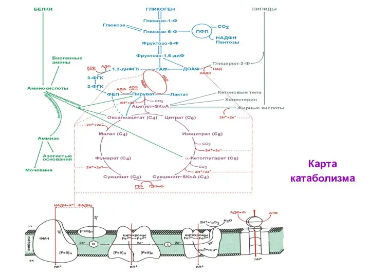 Карта катаболизма