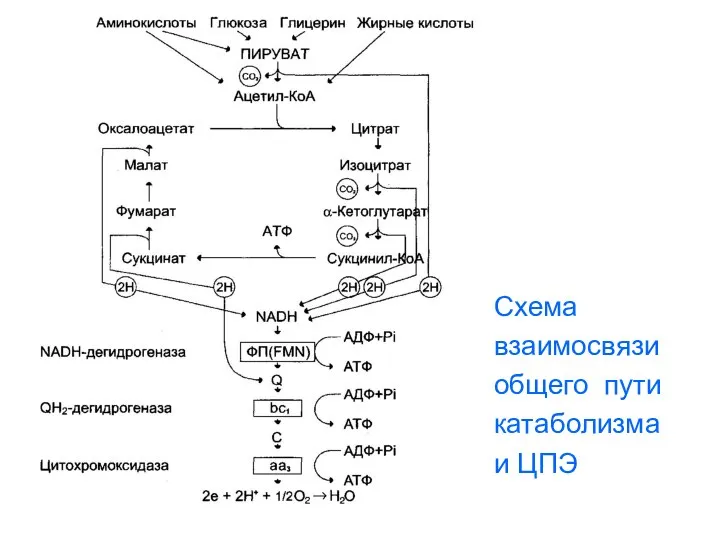 Схема взаимосвязи общего пути катаболизма и ЦПЭ