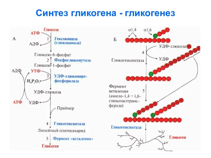 Синтез гликогена - гликогенез