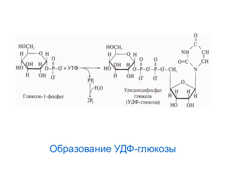 Образование УДФ-глюкозы