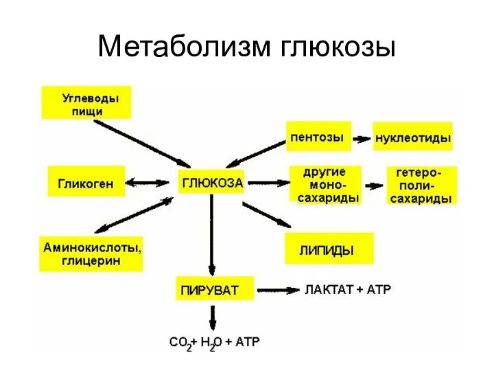 Метаболизм глюкозы