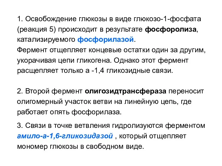 1. Освобождение глюкозы в виде глюкозо-1-фосфата (реакция 5) происходит в результате