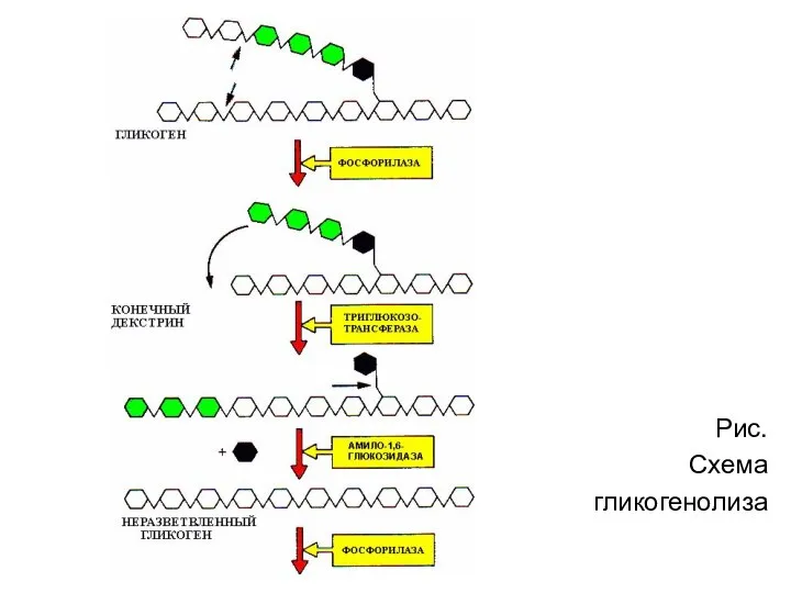 Рис. Схема гликогенолиза