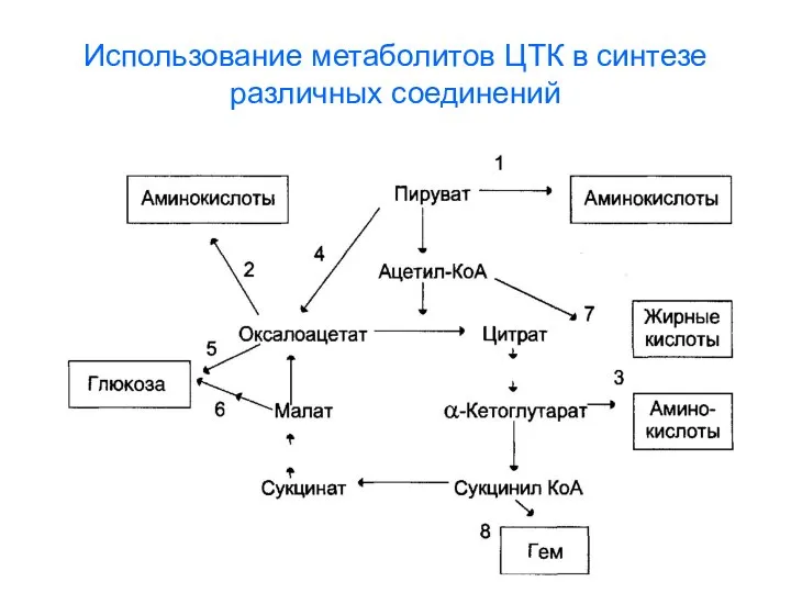 Использование метаболитов ЦТК в синтезе различных соединений