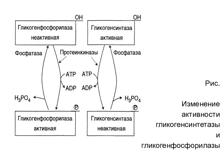 Рис. Изменение активности гликогенсинтетазы и гликогенфосфорилазы