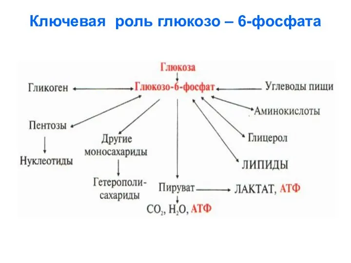 Ключевая роль глюкозо – 6-фосфата