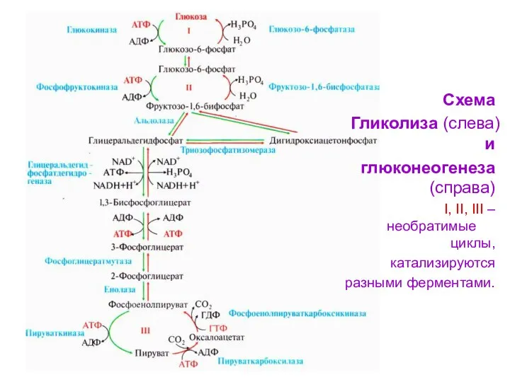 Схема Гликолиза (слева) и глюконеогенеза (справа) I, II, III – необратимые циклы, катализируются разными ферментами.