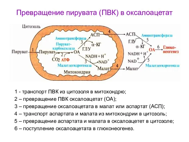 Превращение пирувата (ПВК) в оксалоацетат 1 - транспорт ПВК из цитозоля