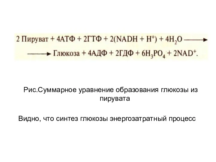 Рис.Суммарное уравнение образования глюкозы из пирувата Видно, что синтез глюкозы энергозатратный процесс