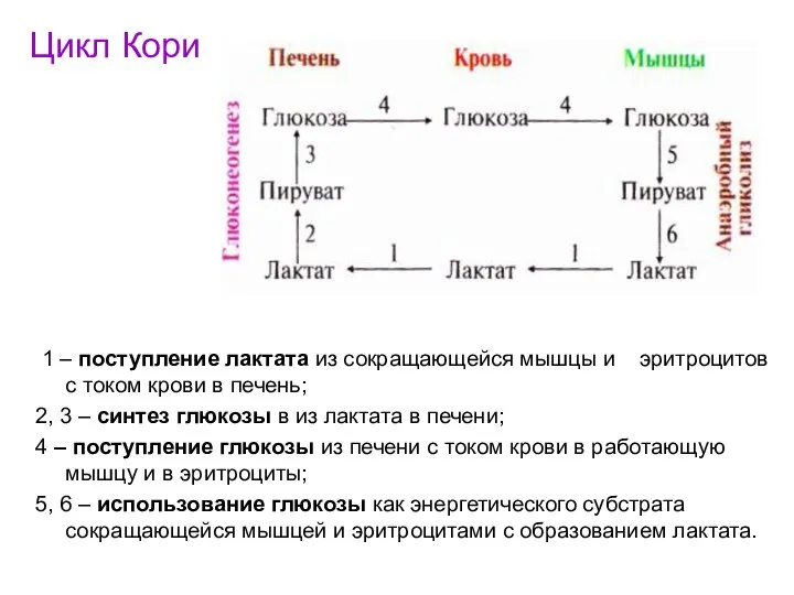 Цикл Кори 1 – поступление лактата из сокращающейся мышцы и эритроцитов