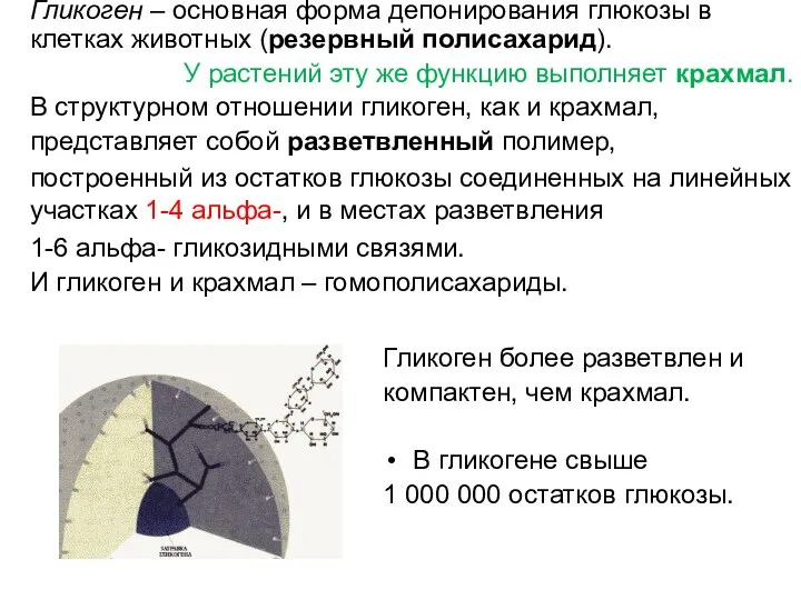 Гликоген – основная форма депонирования глюкозы в клетках животных (резервный полисахарид).