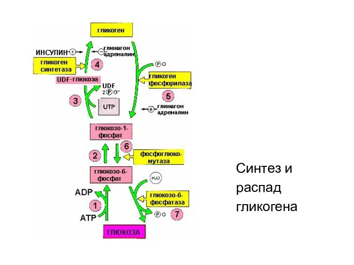 Синтез и распад гликогена