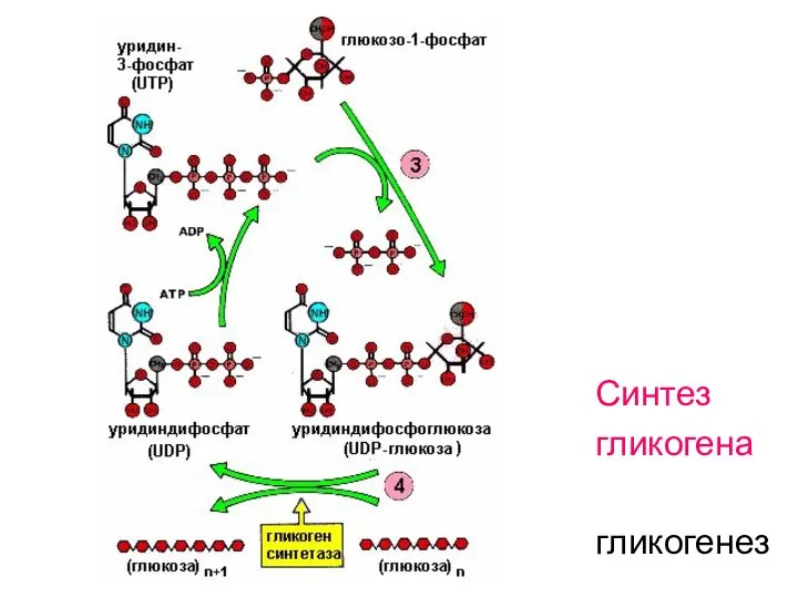 Синтез гликогена гликогенез