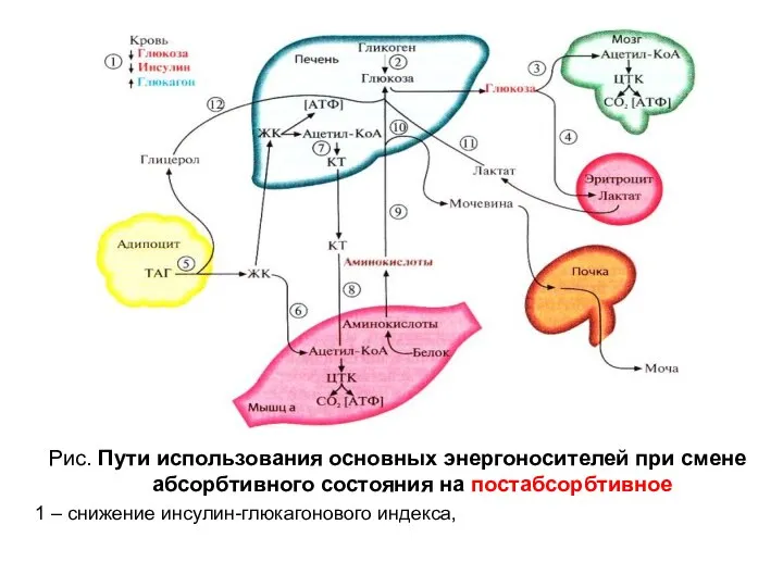 Рис. Пути использования основных энергоносителей при смене абсорбтивного состояния на постабсорбтивное 1 – снижение инсулин-глюкагонового индекса,