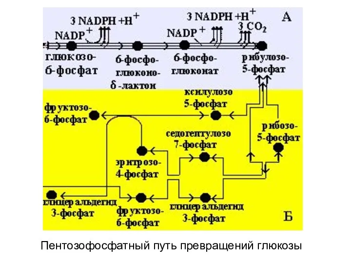 Пентозофосфатный путь превращений глюкозы