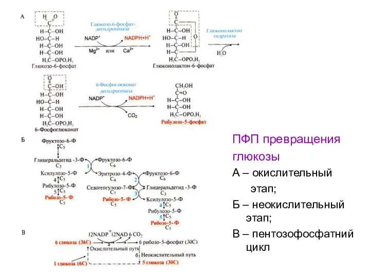 ПФП превращения глюкозы А – окислительный этап; Б – неокислительный этап; В – пентозофосфатний цикл