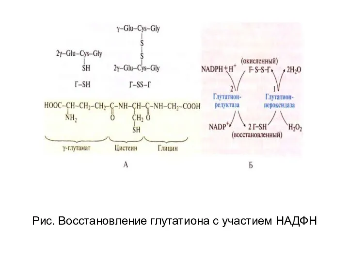 Рис. Восстановление глутатиона с участием НАДФН