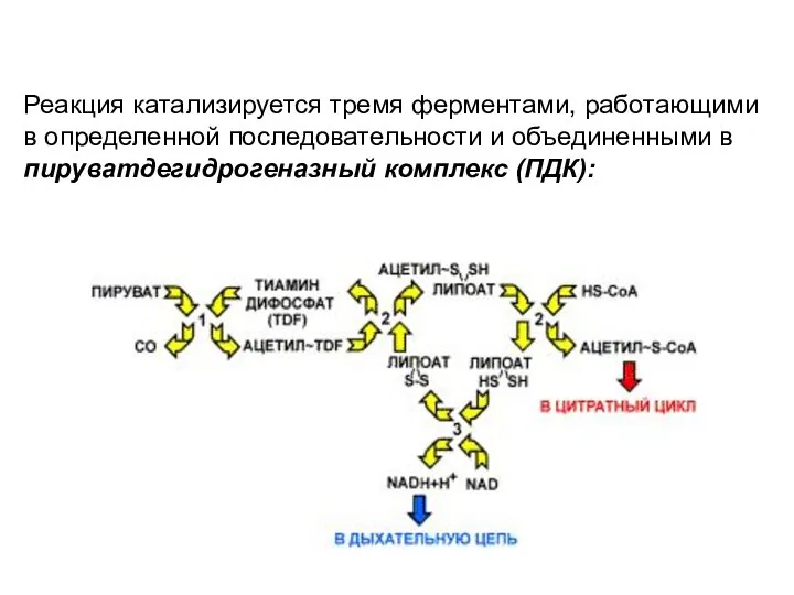 Реакция катализируется тремя ферментами, работающими в определенной последовательности и объединенными в пируватдегидрогеназный комплекс (ПДК):