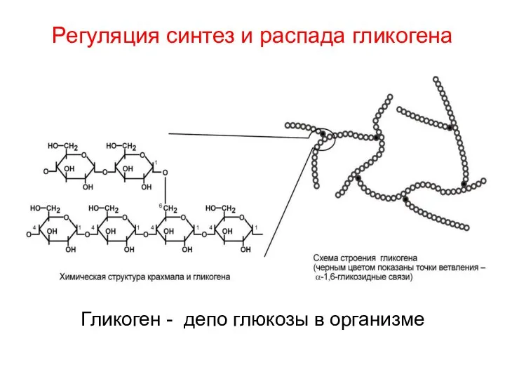 Регуляция синтез и распада гликогена Гликоген - депо глюкозы в организме