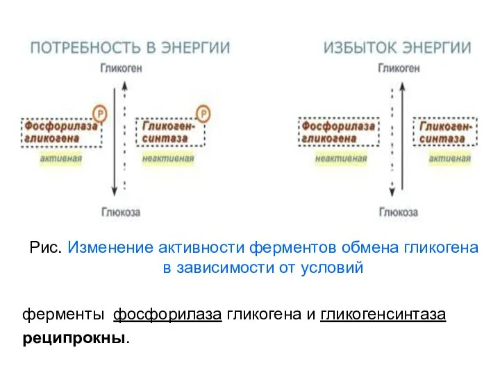 Рис. Изменение активности ферментов обмена гликогена в зависимости от условий ферменты фосфорилаза гликогена и гликогенсинтаза реципрокны.