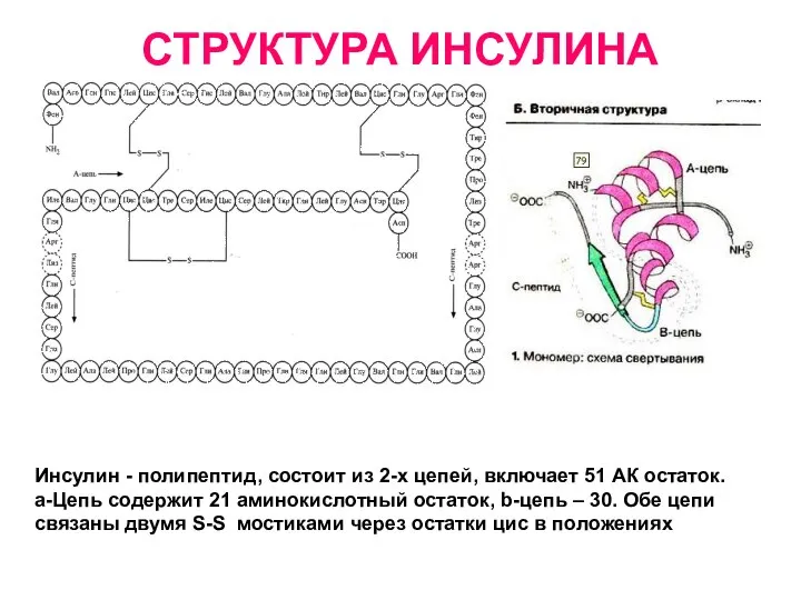 СТРУКТУРА ИНСУЛИНА Инсулин - полипептид, состоит из 2-х цепей, включает 51