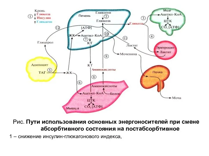 Рис. Пути использования основных энергоносителей при смене абсорбтивного состояния на постабсорбтивное 1 – снижение инсулин-глюкагонового индекса,