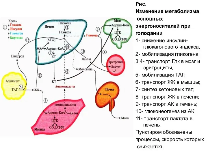 Рис. Изменение метаболизма основных энергоносителей при голодании 1- снижение инсулин-глюкагонового индекса,