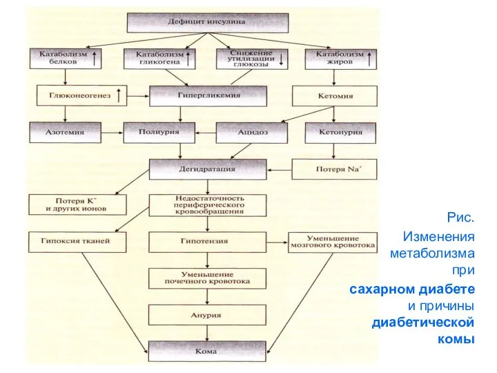 Рис. Изменения метаболизма при сахарном диабете и причины диабетической комы