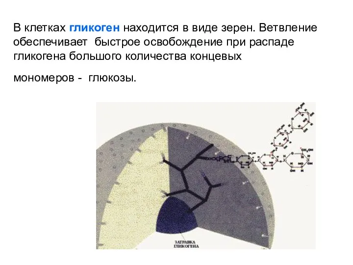 В клетках гликоген находится в виде зерен. Ветвление обеспечивает быстрое освобождение