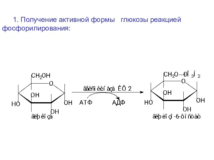 1. Получение активной формы глюкозы реакцией фосфорилирования: