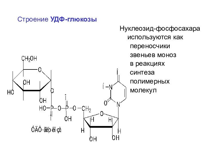 Строение УДФ-глюкозы Нуклеозид-фосфосахара используются как переносчики звеньев моноз в реакциях синтеза полимерных молекул