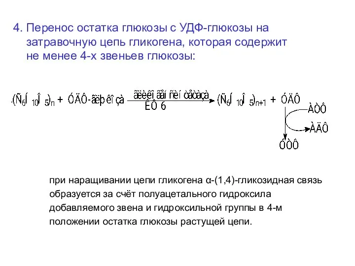 4. Перенос остатка глюкозы с УДФ-глюкозы на затравочную цепь гликогена, которая