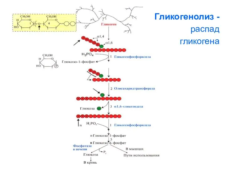 Гликогенолиз - распад гликогена