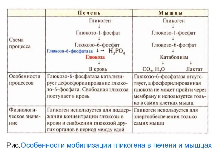 Рис.Особенности мобилизации гликогена в печени и мышцах