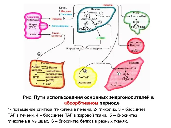 Рис. Пути использования основных энергоносителей в абсорбтивном периоде 1- повышение синтеза