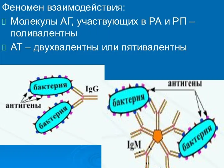 Феномен взаимодействия: Молекулы АГ, участвующих в РА и РП – поливалентны АТ – двухвалентны или пятивалентны