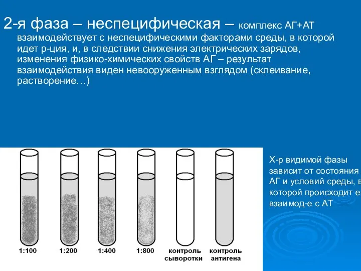 2-я фаза – неспецифическая – комплекс АГ+АТ взаимодействует с неспецифическими факторами