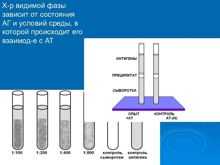 Х-р видимой фазы зависит от состояния АГ и условий среды, в