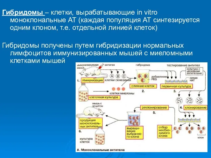 Гибридомы – клетки, вырабатывающие in vitro моноклональные АТ (каждая популяция АТ