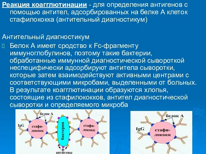 Реакция коагглютинации - для определения антигенов с помощью антител, адсорбированных на