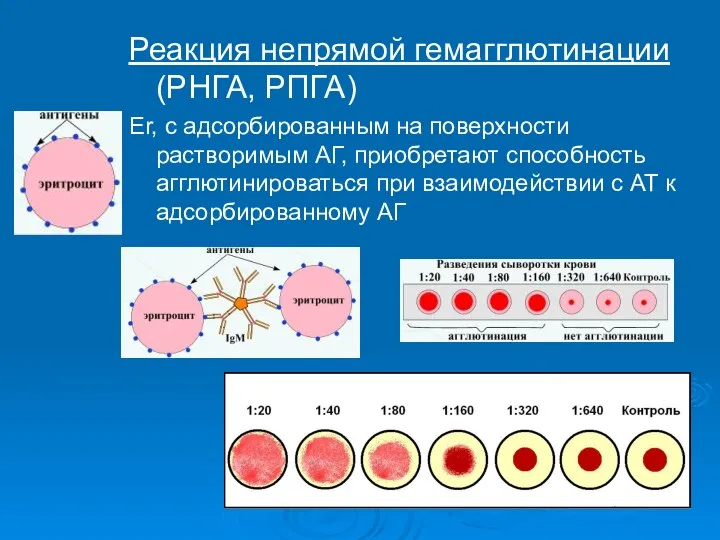 Реакция непрямой гемагглютинации (РНГА, РПГА) Er, с адсорбированным на поверхности растворимым