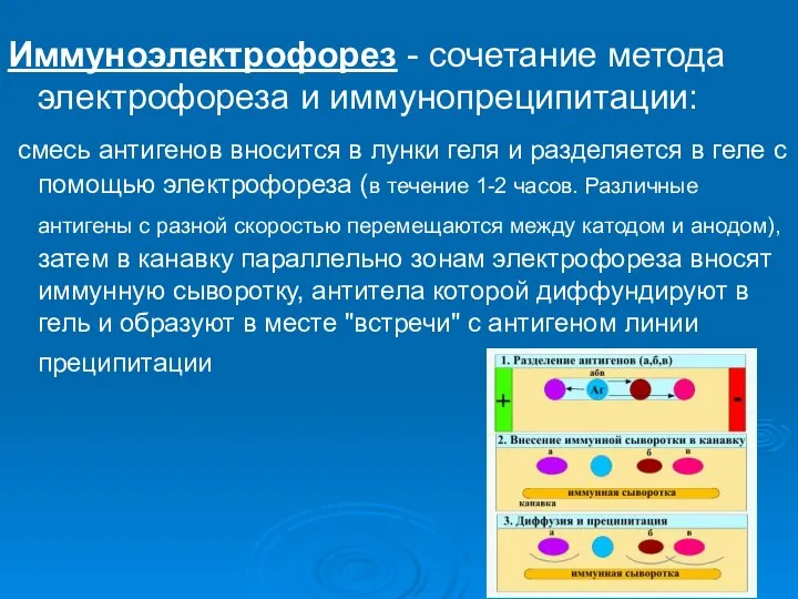 Иммуноэлектрофорез - сочетание метода электрофореза и иммунопреципитации: смесь антигенов вносится в