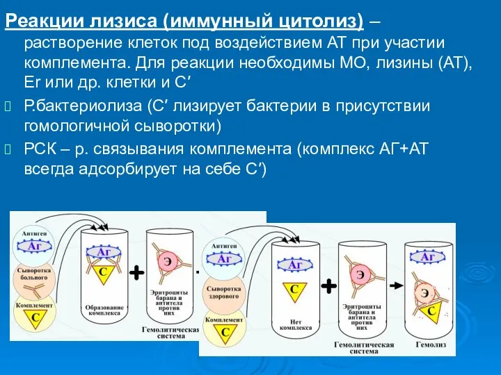 Реакции лизиса (иммунный цитолиз) – растворение клеток под воздействием АТ при