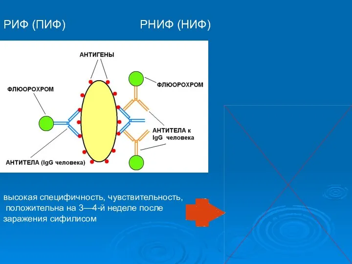 РИФ (ПИФ) РНИФ (НИФ) высокая специфичность, чувствительность, положительна на 3—4-й неделе после заражения сифилисом