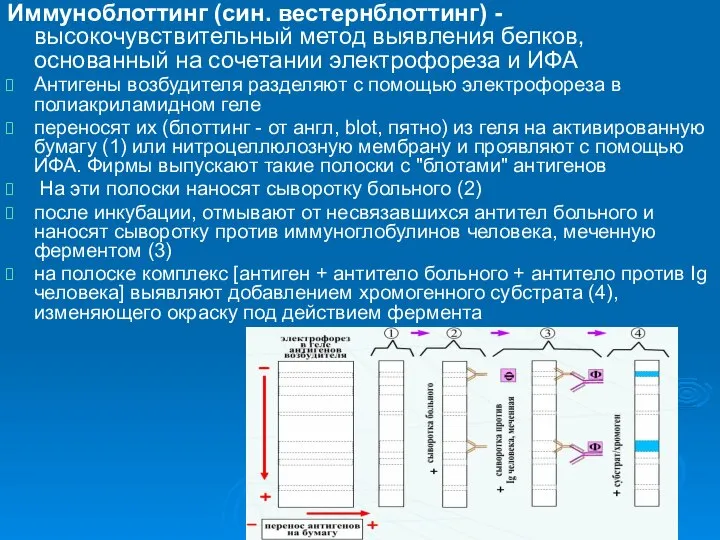 Иммуноблоттинг (син. вестернблоттинг) - высокочувствительный метод выявления белков, основанный на сочетании