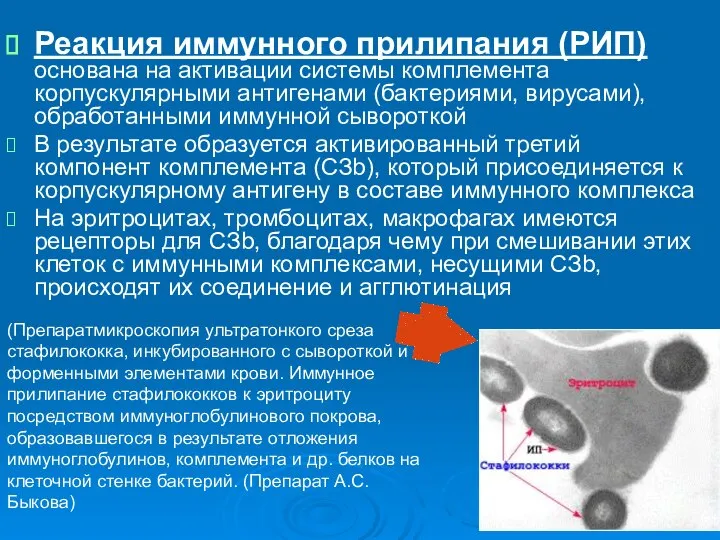 Реакция иммунного прилипания (РИП) основана на активации системы комплемента корпускулярными антигенами