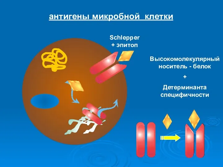 антигены микробной клетки