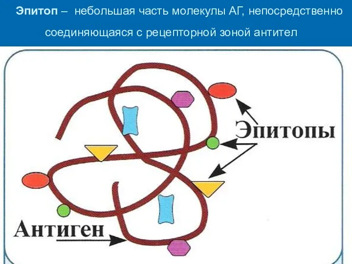 Эпитоп – небольшая часть молекулы АГ, непосредственно соединяющаяся с рецепторной зоной антител