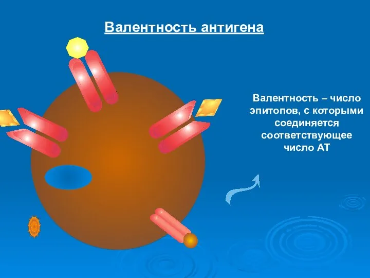 Валентность антигена