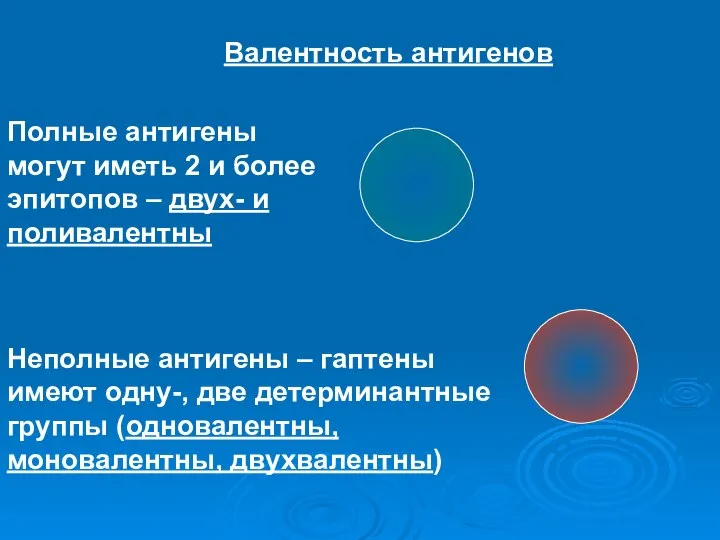 Валентность антигенов Полные антигены могут иметь 2 и более эпитопов –